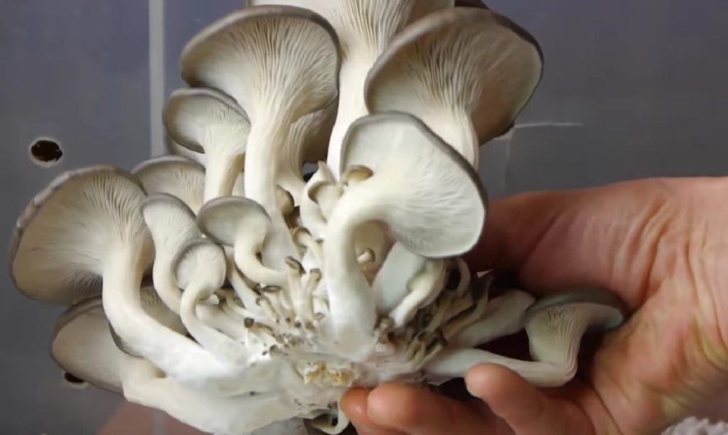 Farmer S Guide Here Is How To Harvest Mushrooms Cutting Vs Picking