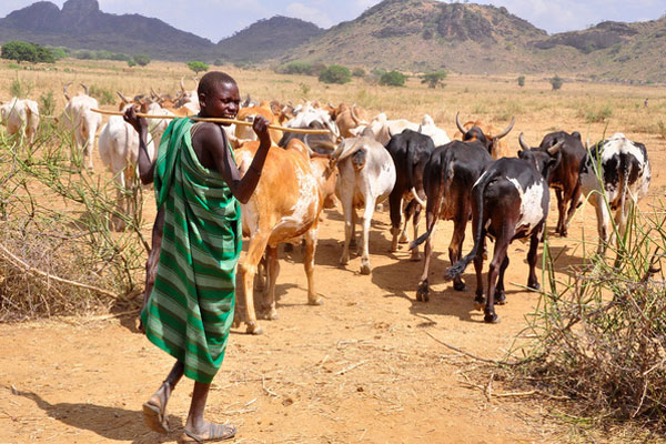 Rustlers Shake Teso,Acholi Subregions As Rampant Cattle Theft Mix With Murder