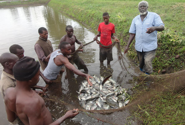 Floods In Buliisa District Cause $250,000 Economic Losses To Locals