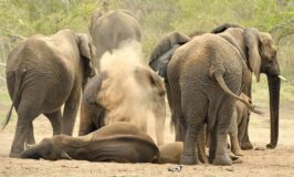 Terrible: Elephant Kills 47yr Old Man In Kasese