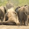 Terrible: Elephant Kills 47yr Old Man In Kasese