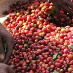 UCDA Merger ‘A Risky Gamble’ For Coffee Industry, MPs Say