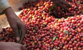 UCDA Merger ‘A Risky Gamble’ For Coffee Industry, MPs Say