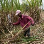 Sugar (Amendment) Bill 2023: Sugarcane Millers To Share Proceeds From Bi-products With Farmers