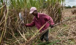 Sugar (Amendment) Bill 2023: Sugarcane Millers To Share Proceeds From Bi-products With Farmers