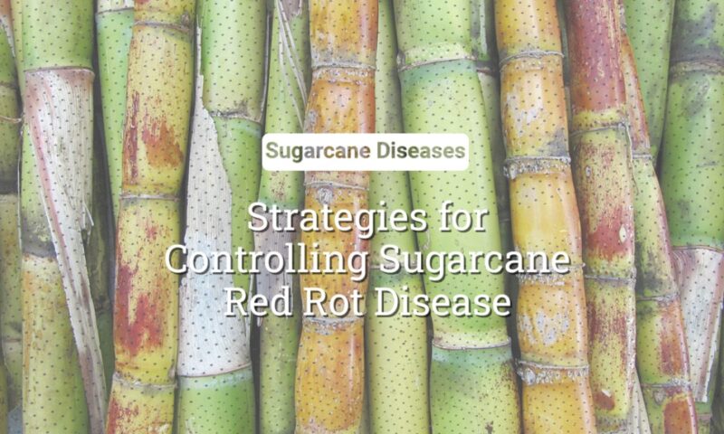 Red Rot Disease: Strategies For Controlling This Enemy Of Sugarcanes