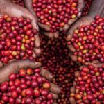 Coffee Farmers In Panic Mode As Parliament Advances Controversial Bill to Dissolve Uganda Coffee Development Authority After 32 Years