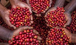 Coffee Farmers In Panic Mode As Parliament Advances Controversial Bill to Dissolve Uganda Coffee Development Authority After 32 Years