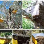 Farmers Guide: How To Maximizing Honey Yields In Your Bee Farm