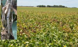 Late-Season Soybean Diseases: Know What’s Killing Your Soybeans & Limiting Your Harvests