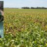 Late-Season Soybean Diseases: Know What’s Killing Your Soybeans & Limiting Your Harvests