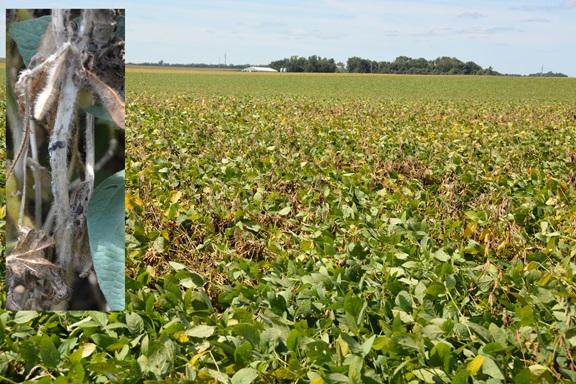 Late-Season Soybean Diseases: Know What’s Killing Your Soybeans & Limiting Your Harvests