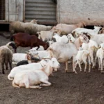 Farmers Guide: Here Is How To Manage Diarrhea In Young Goats & Lambs