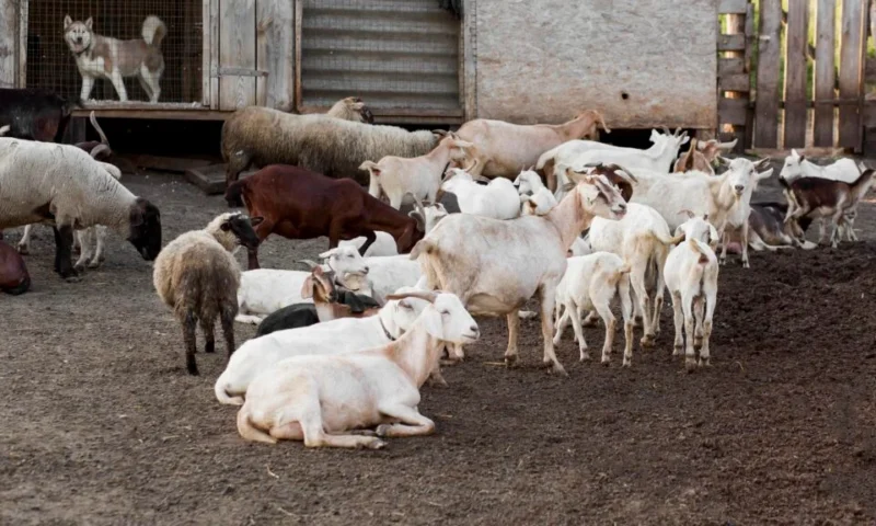 Farmers Guide: Here Is How To Manage Diarrhea In Young Goats & Lambs