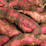 Farmers Guide: Secret Behind Rotting Of Sweet Potatoes In Garden