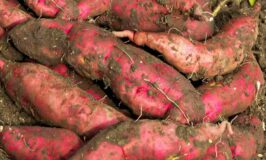 Farmers Guide: Secret Behind Rotting Of Sweet Potatoes In Garden