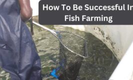 Farmer’s Guide: Fish Farming Can Be A Profitable Venture But You Must Follow These Key Dos & Don’ts