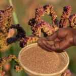 Farmer’s Guide: Here’s How To Control Pests & Diseases In Millet Farming