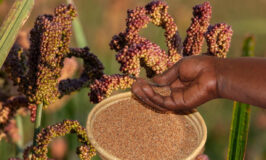 Farmer’s Guide: Here’s How To Control Pests & Diseases In Millet Farming