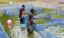 Farmer’s Guide: Here’s How To Beat Diseases In Fish Farming & Pocket Millions