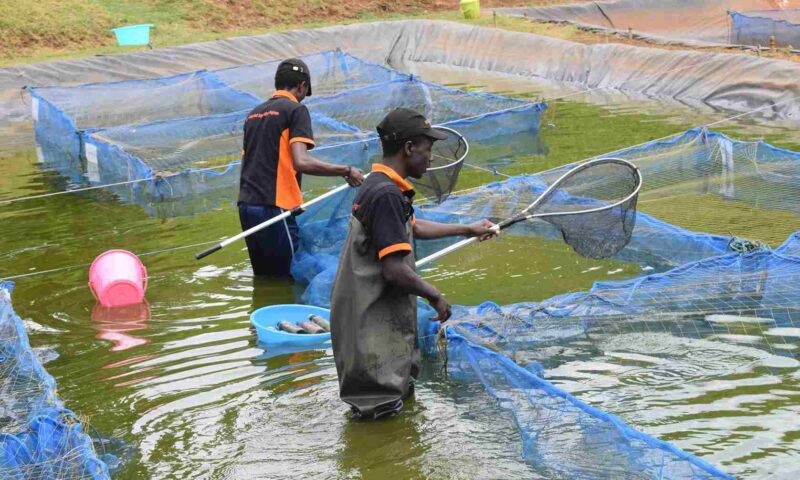 Farmer’s Guide: Here’s How To Beat Diseases In Fish Farming & Pocket Millions