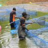 Farmer’s Guide: Here’s How To Beat Diseases In Fish Farming & Pocket Millions